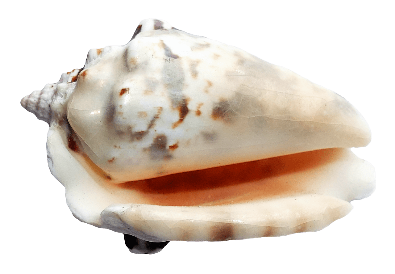 Seashells sea ocean shell clipart photo