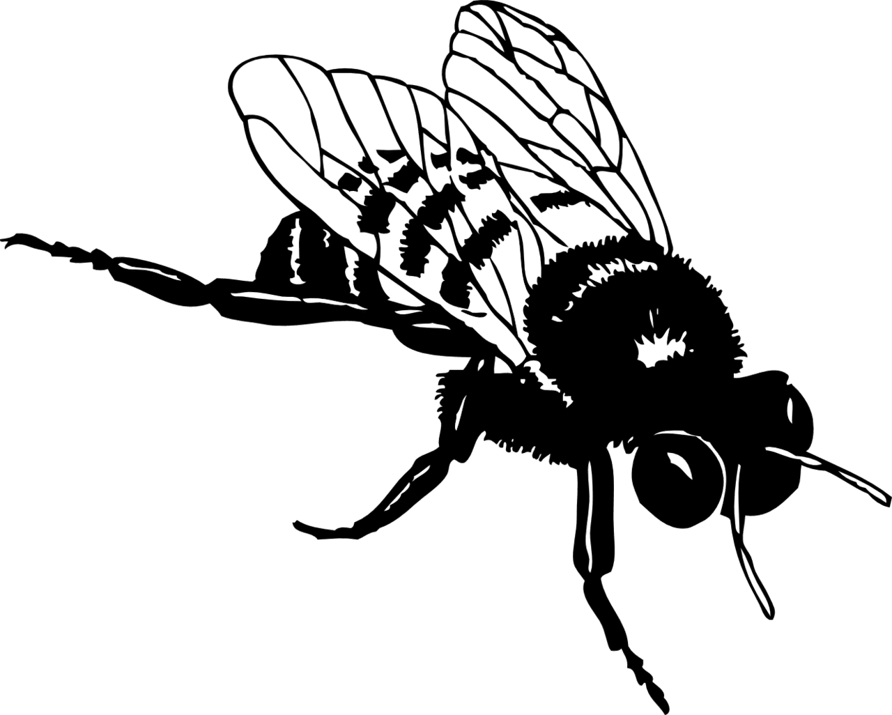 Bee black and white realistic clipart photo