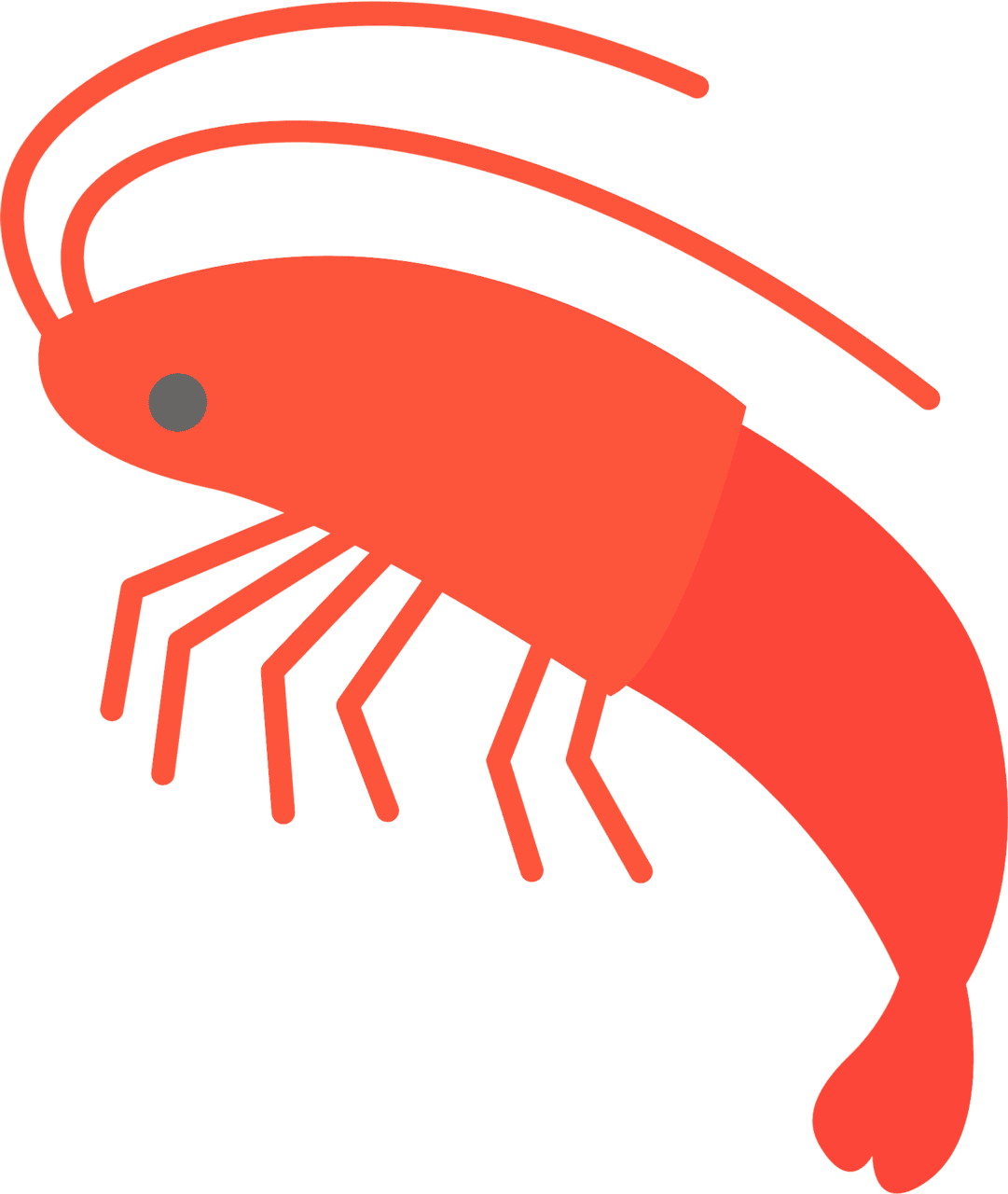 Shrimp vector clipart images 9