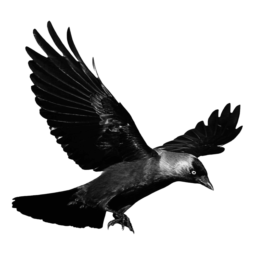 Crow raven images hd photo clipart