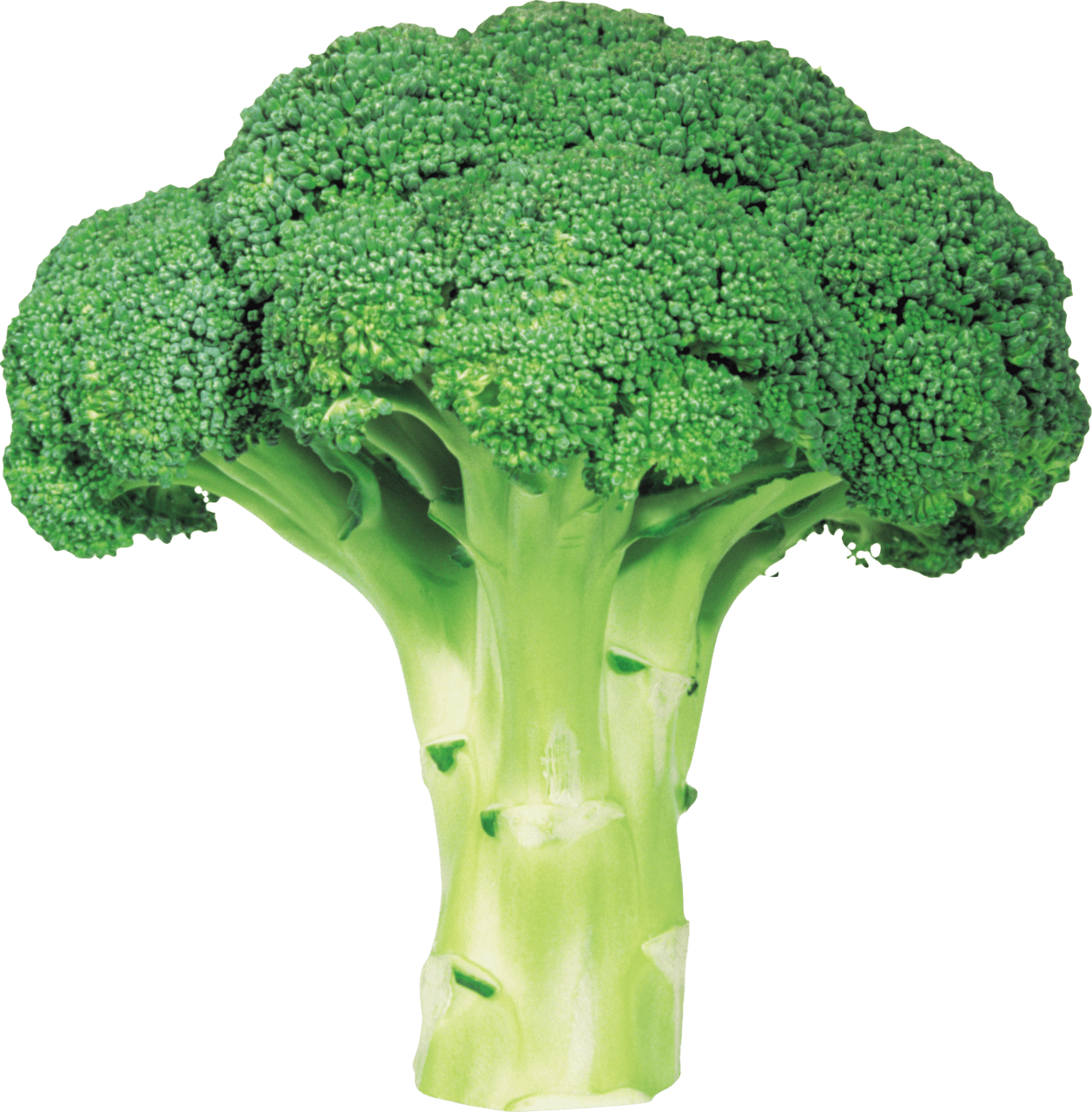 Veggie green fresh broccoli clipart photo