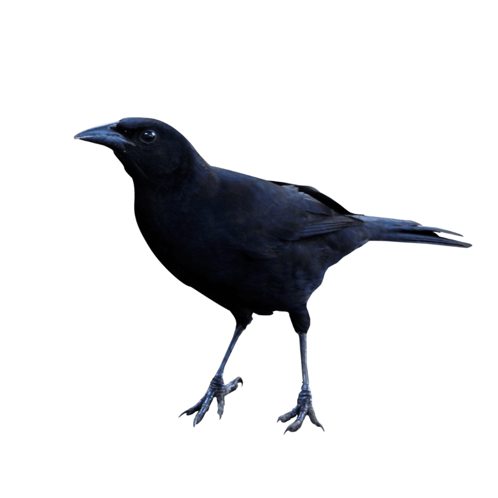 Crow raven image with background clipart