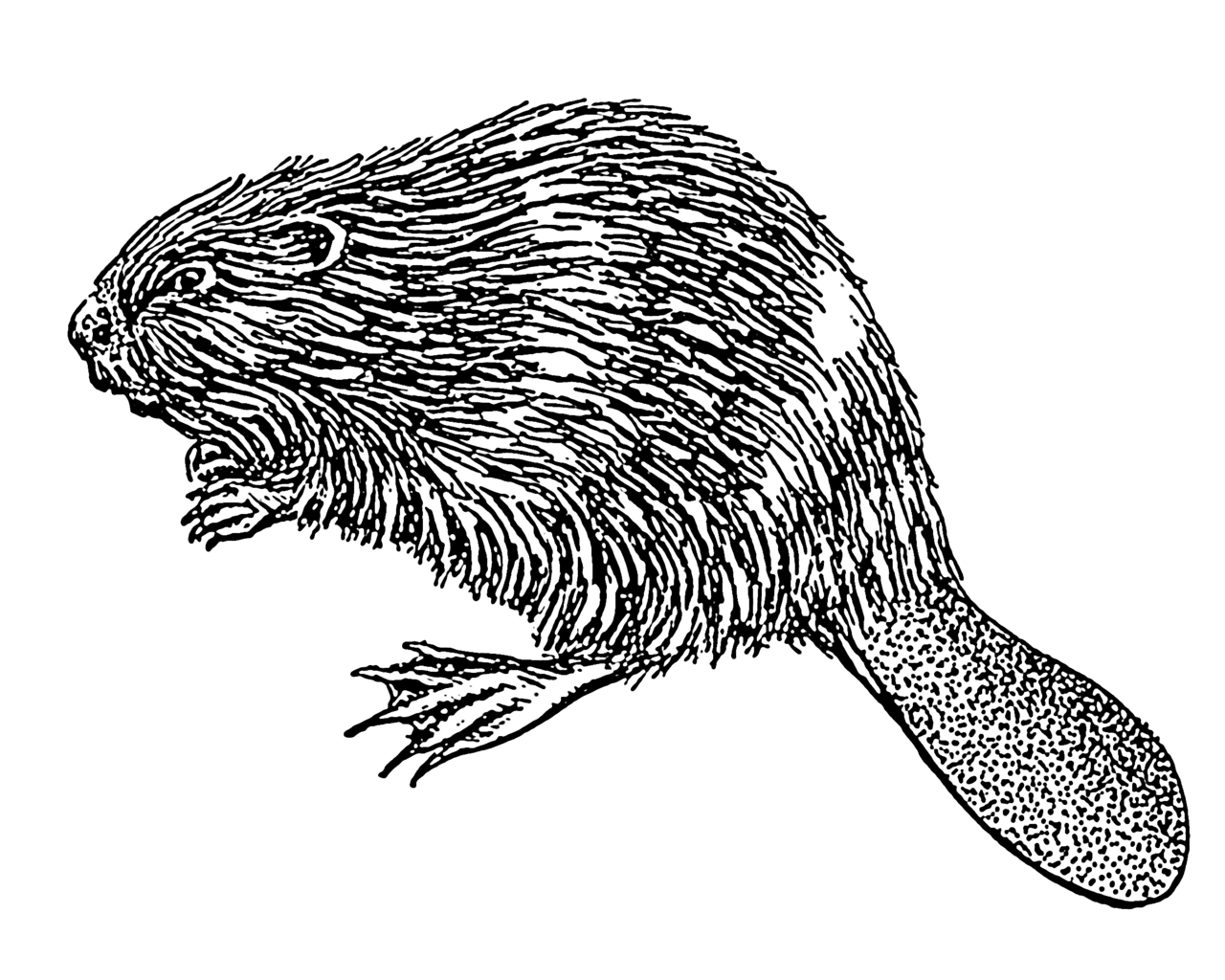 Beaver clipart picture