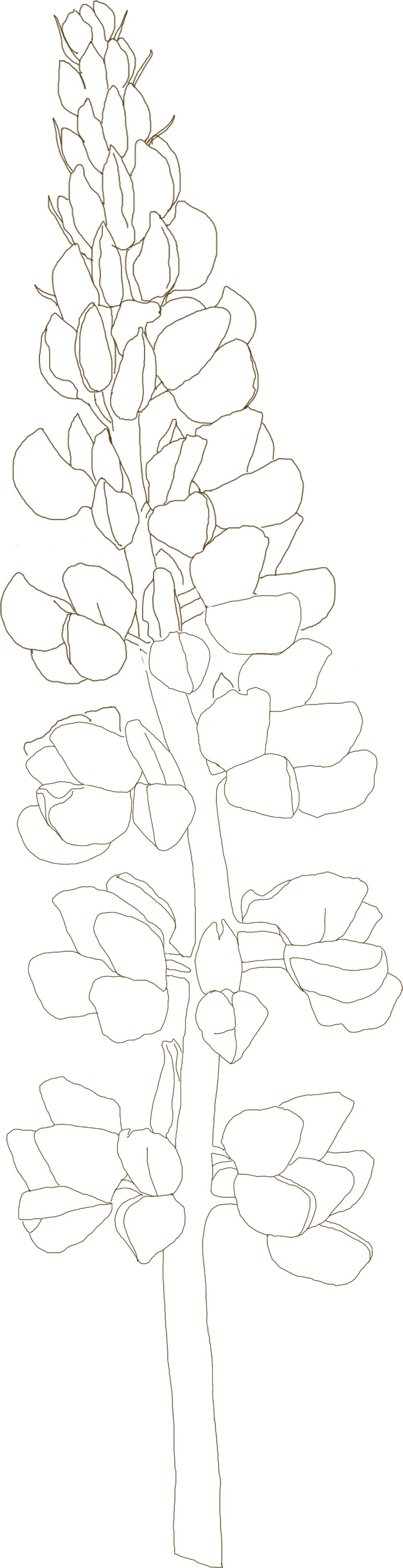 Bluebonnet drawing line art full size clipart transparent