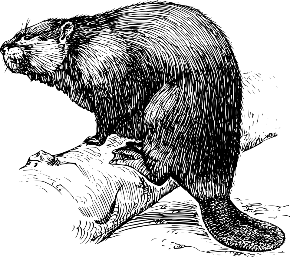 Clipart image beaver id