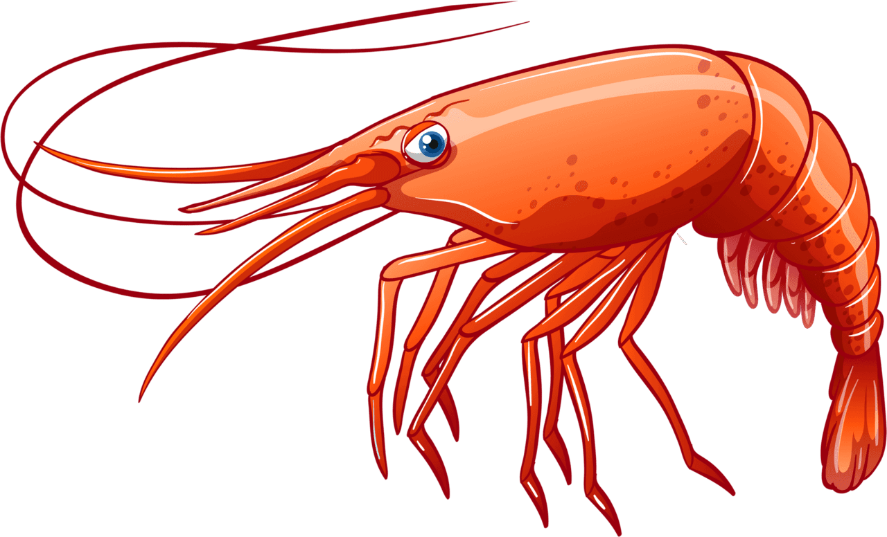 Shrimp images clipart 2