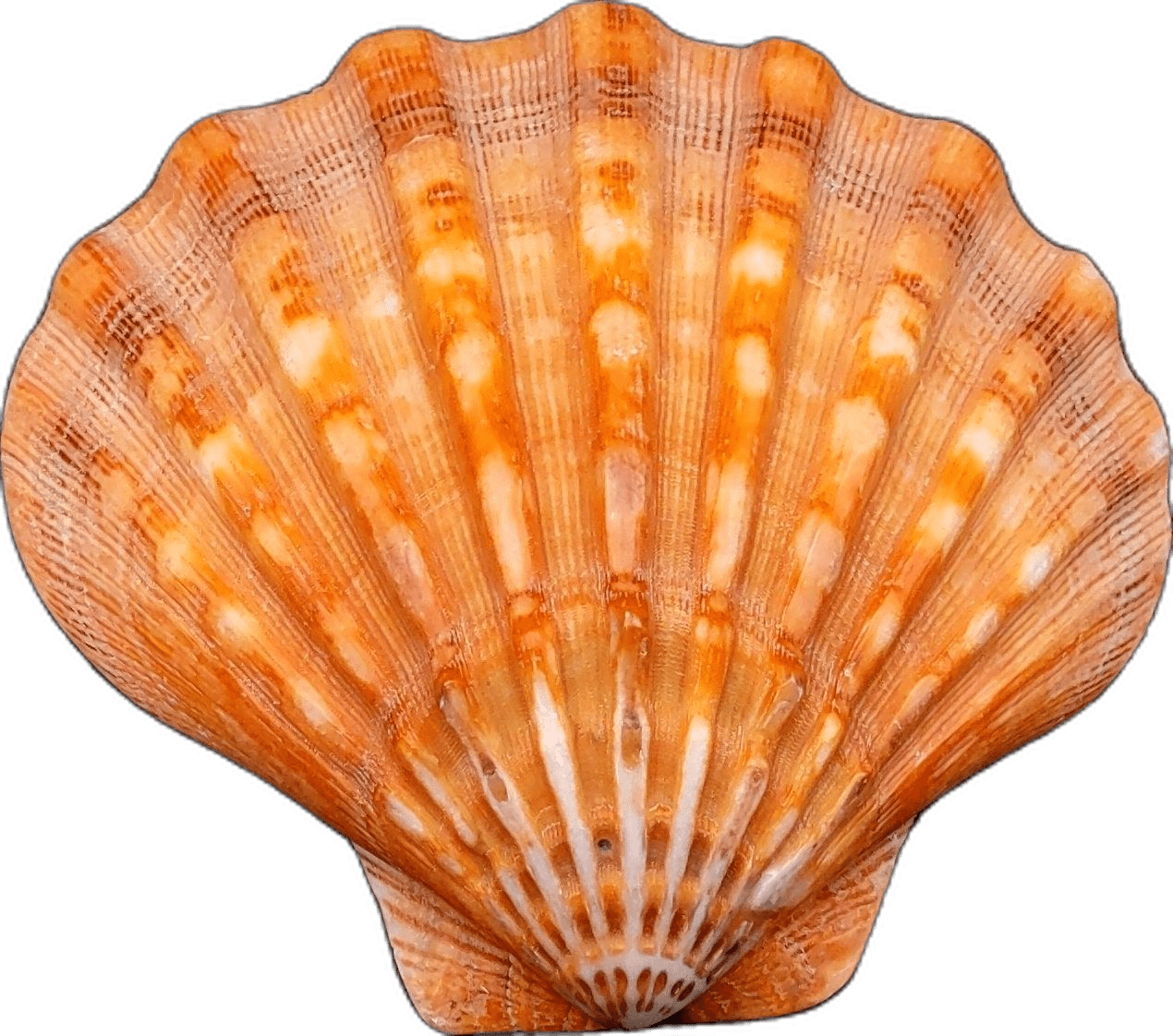 Polished orange lion paw scallop shell pecten subnodosus approx ches great for ocean decoration art projects craft clipart transparent