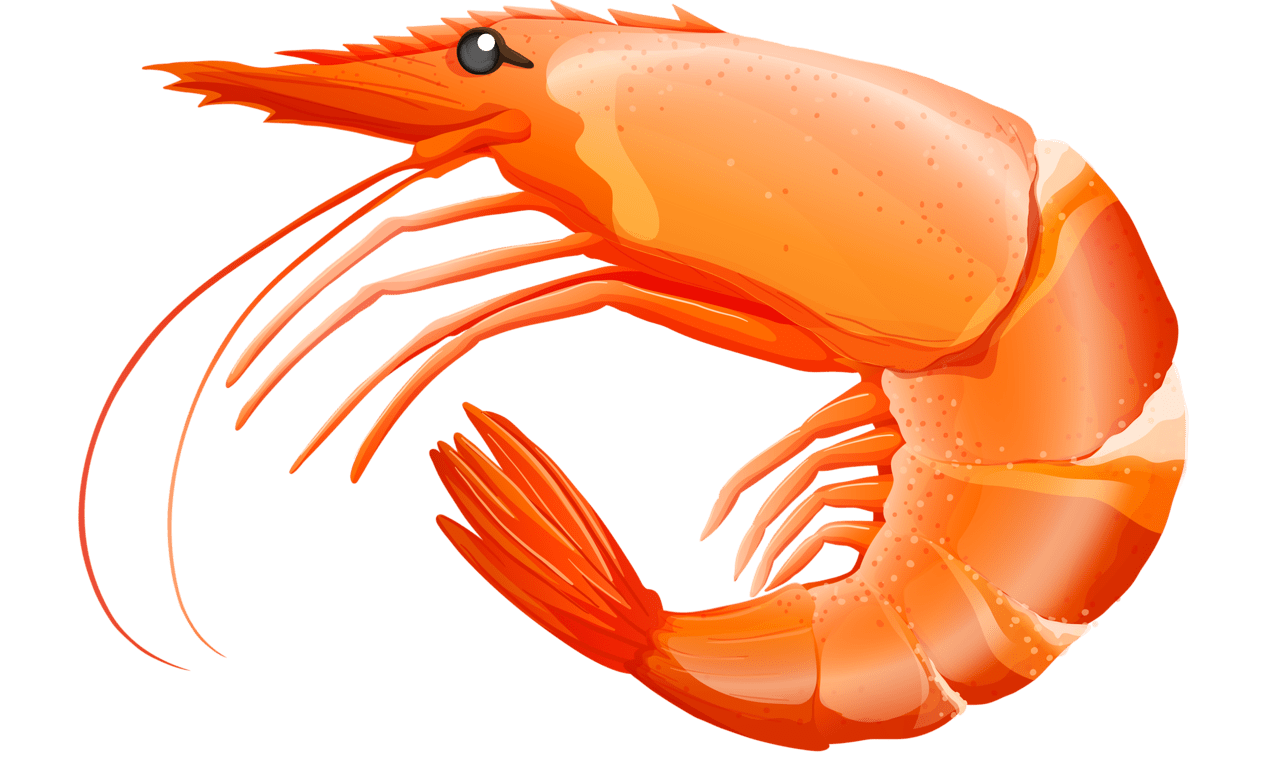 Shrimp life drawing clip still clipart background