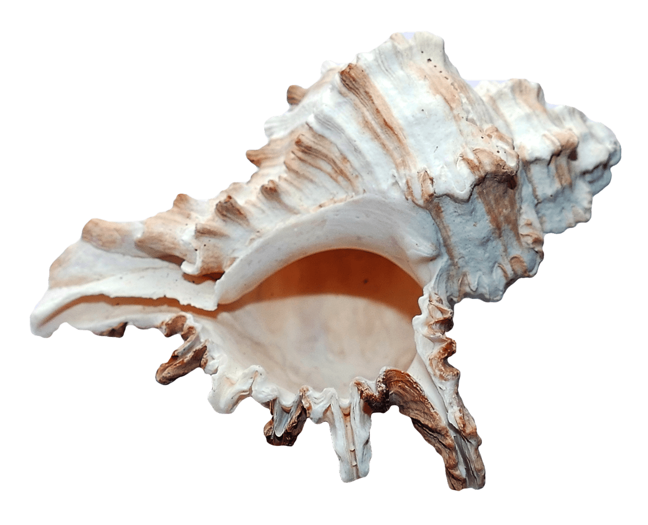 Sea ocean shell clipart picture 2