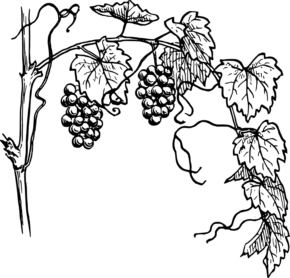 Grape ineyard drawing clipart photo