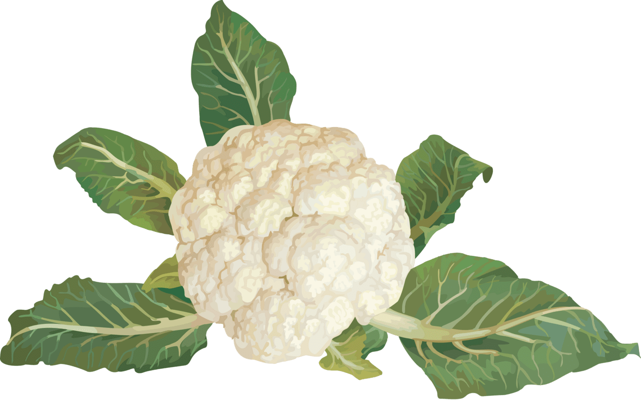 Veggie cauliflower image for clipart