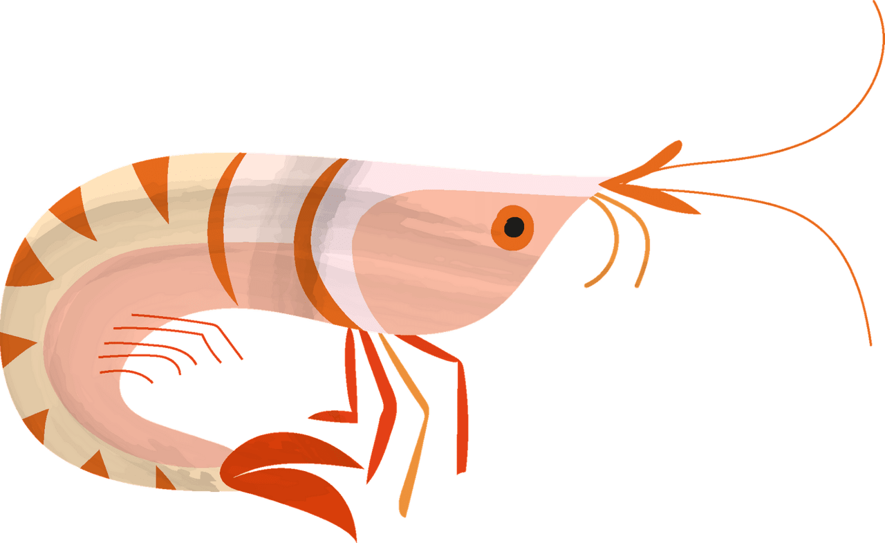 Shrimp vector clipart images 15