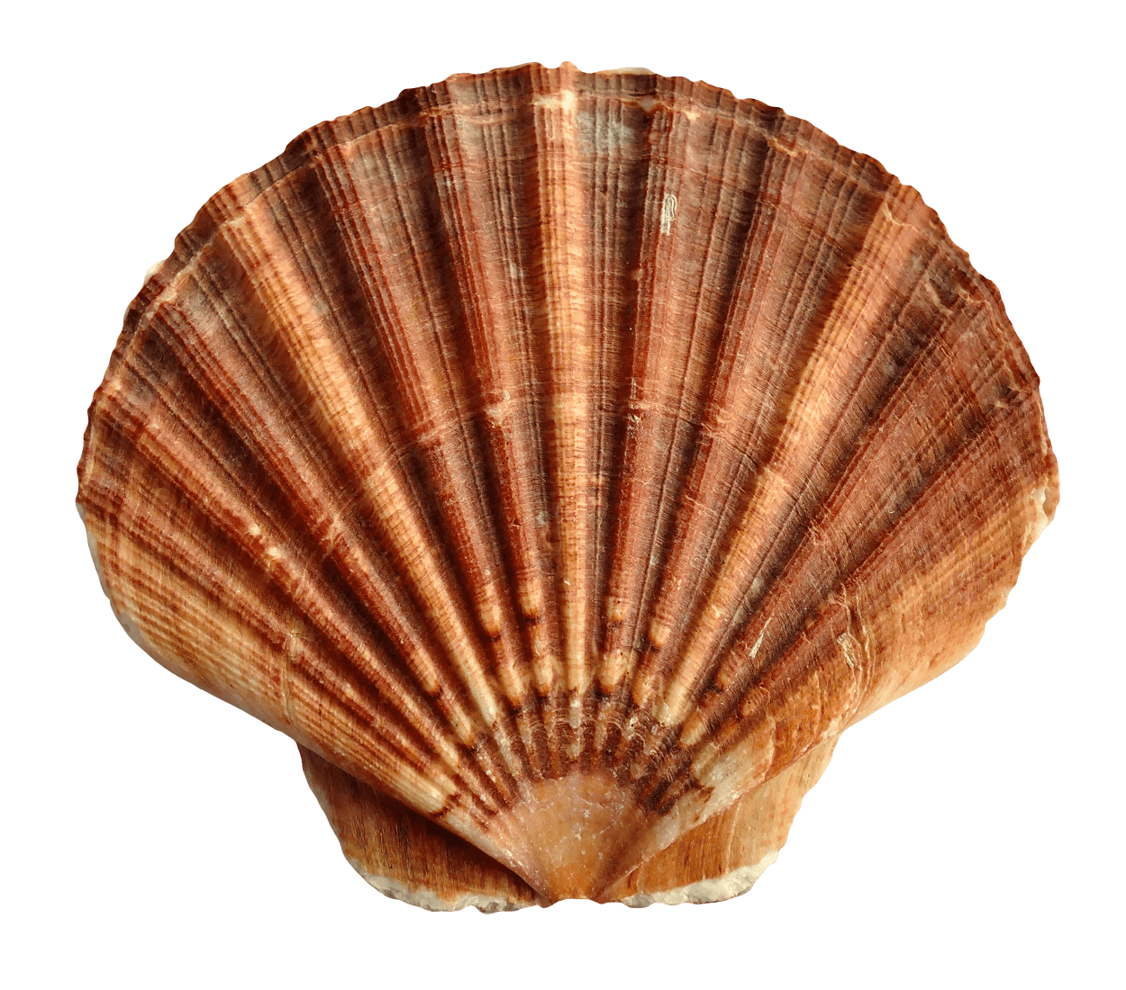 Sea ocean shell clipart background