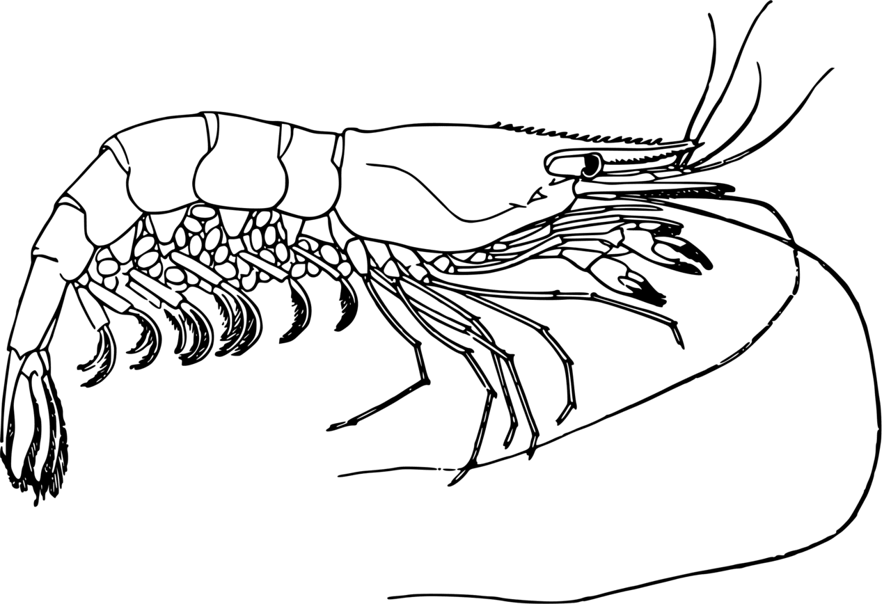 Shrimp prawn clipart transparent