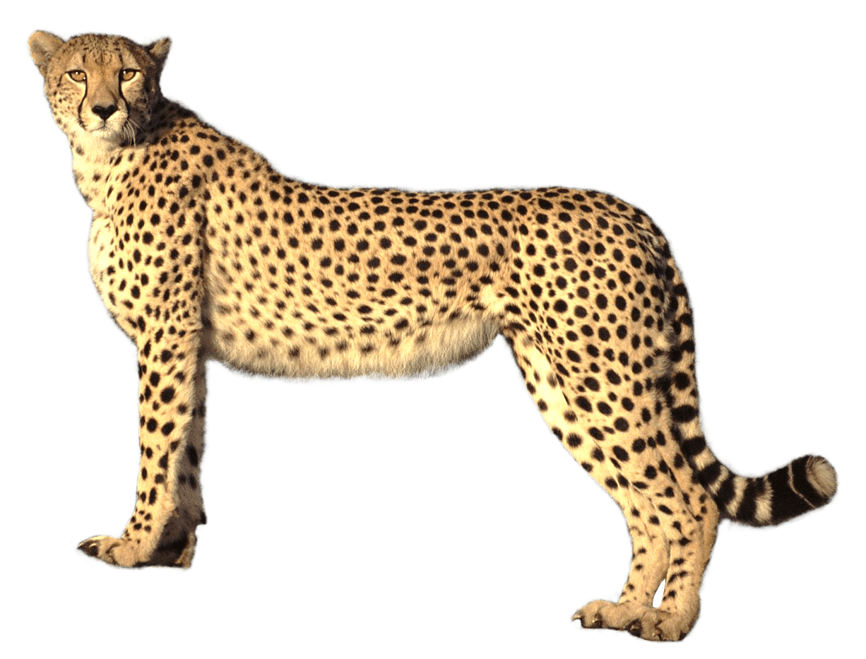 Cheetah clipart picture