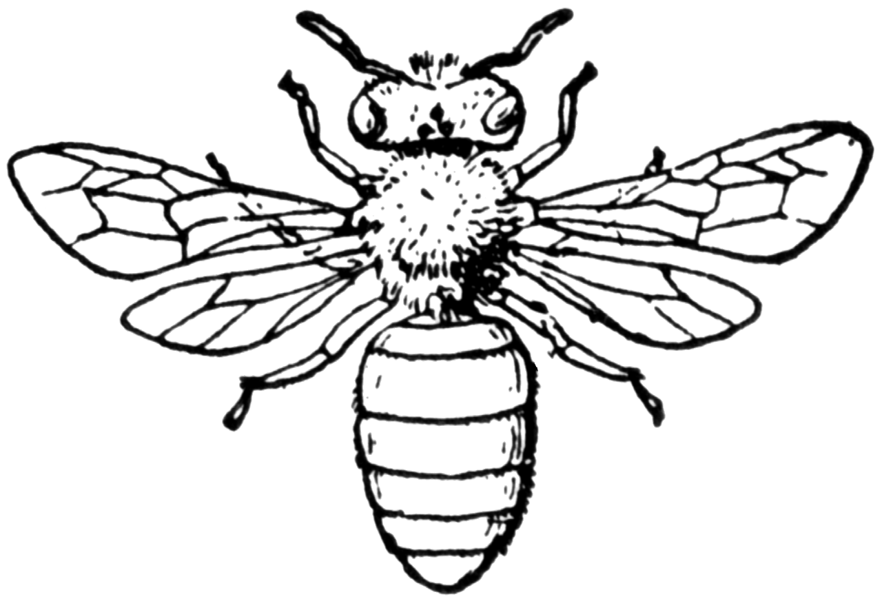 Bee black and white pin page clipart photo 2