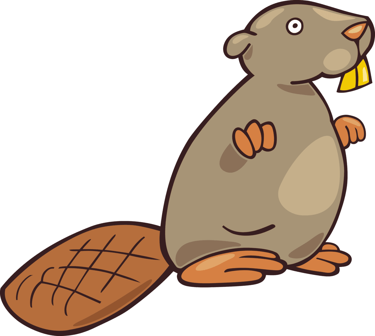 Beaver image size clipart 4