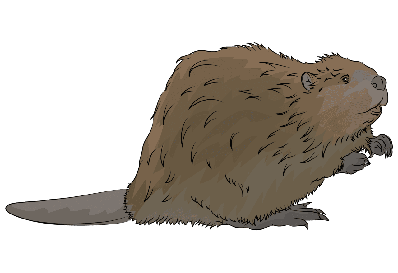 Beaver vector clipart images 5
