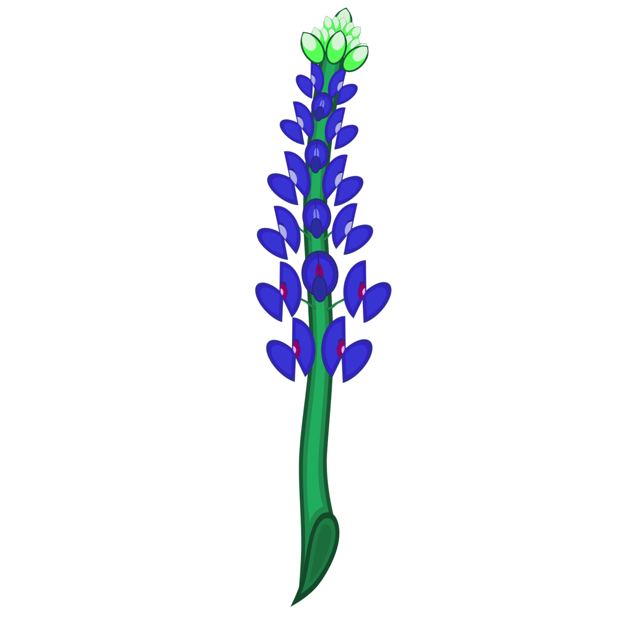 Bluebonnet heraldry clipart image