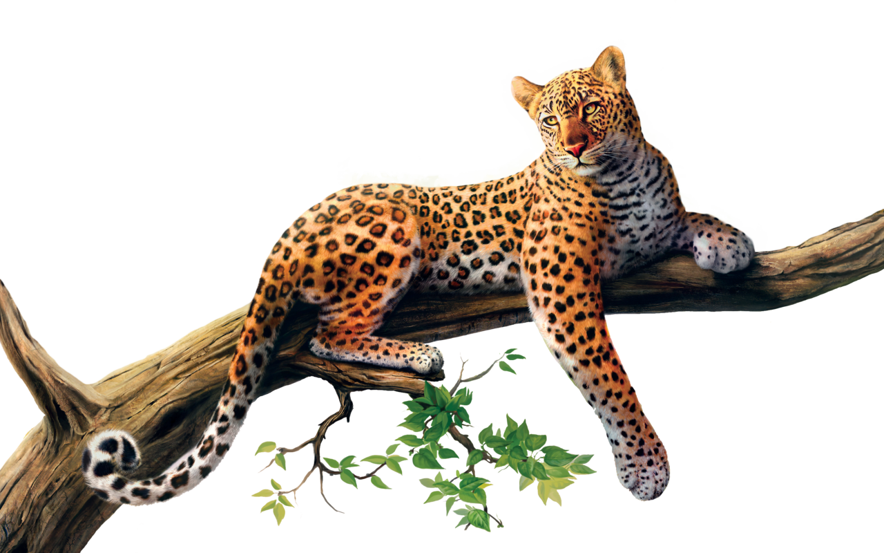 Cheetah jaguar images clipart