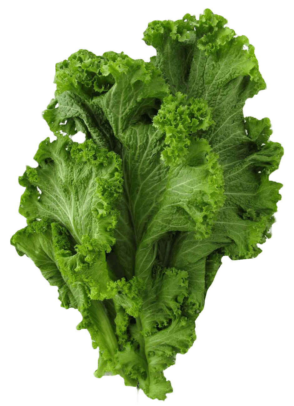 Veggie mustard greens clipart photo