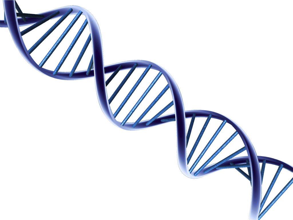 Dna clipart large size image