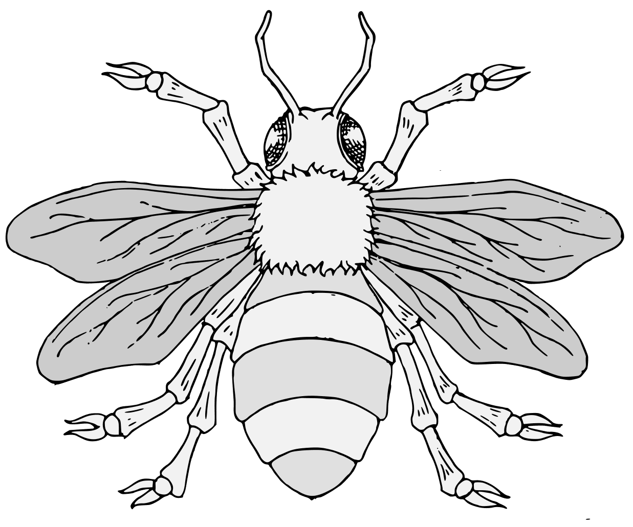 Bee black and white traceable heraldic art clipart image
