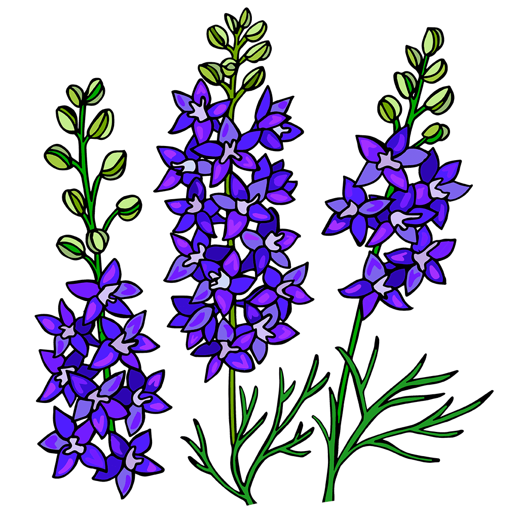Bluebonnet flowers the plant good seed pany clipart picture