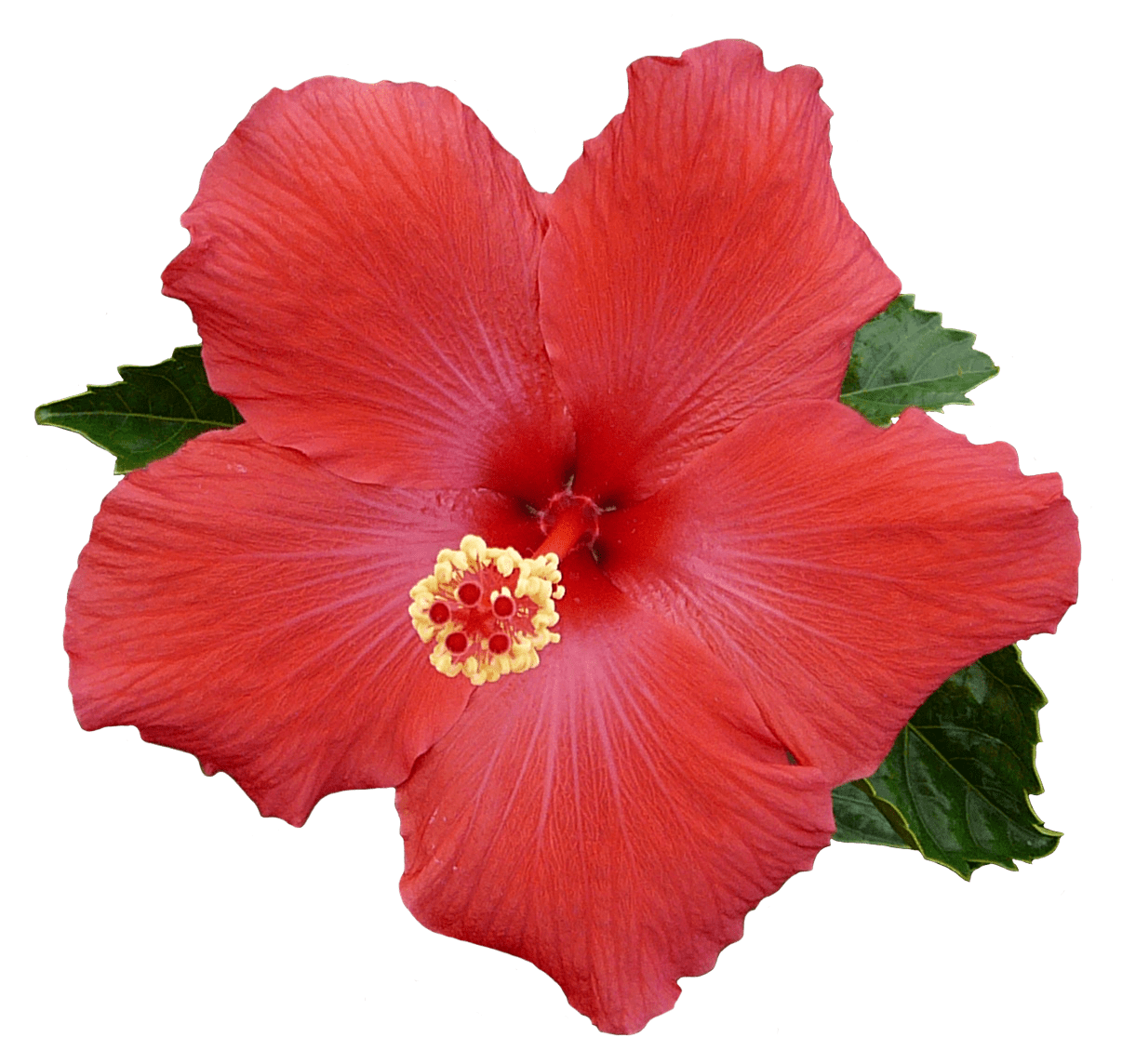 Hibiscus flower pin page clipart logo