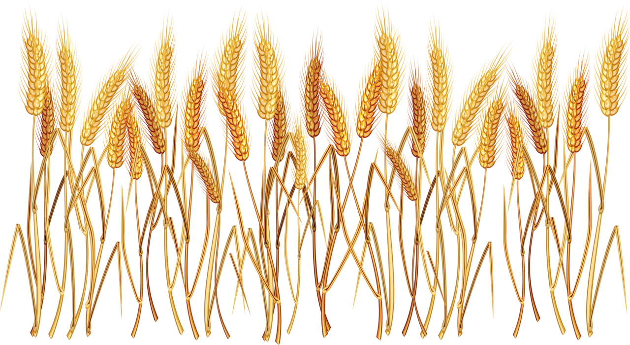 Wheat image size clipart 4