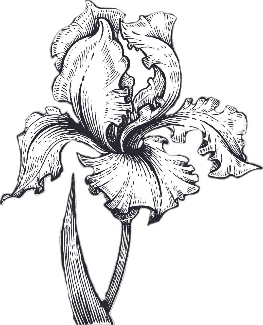 Wildflower premium vector black and white of iris flower medical plant clipart