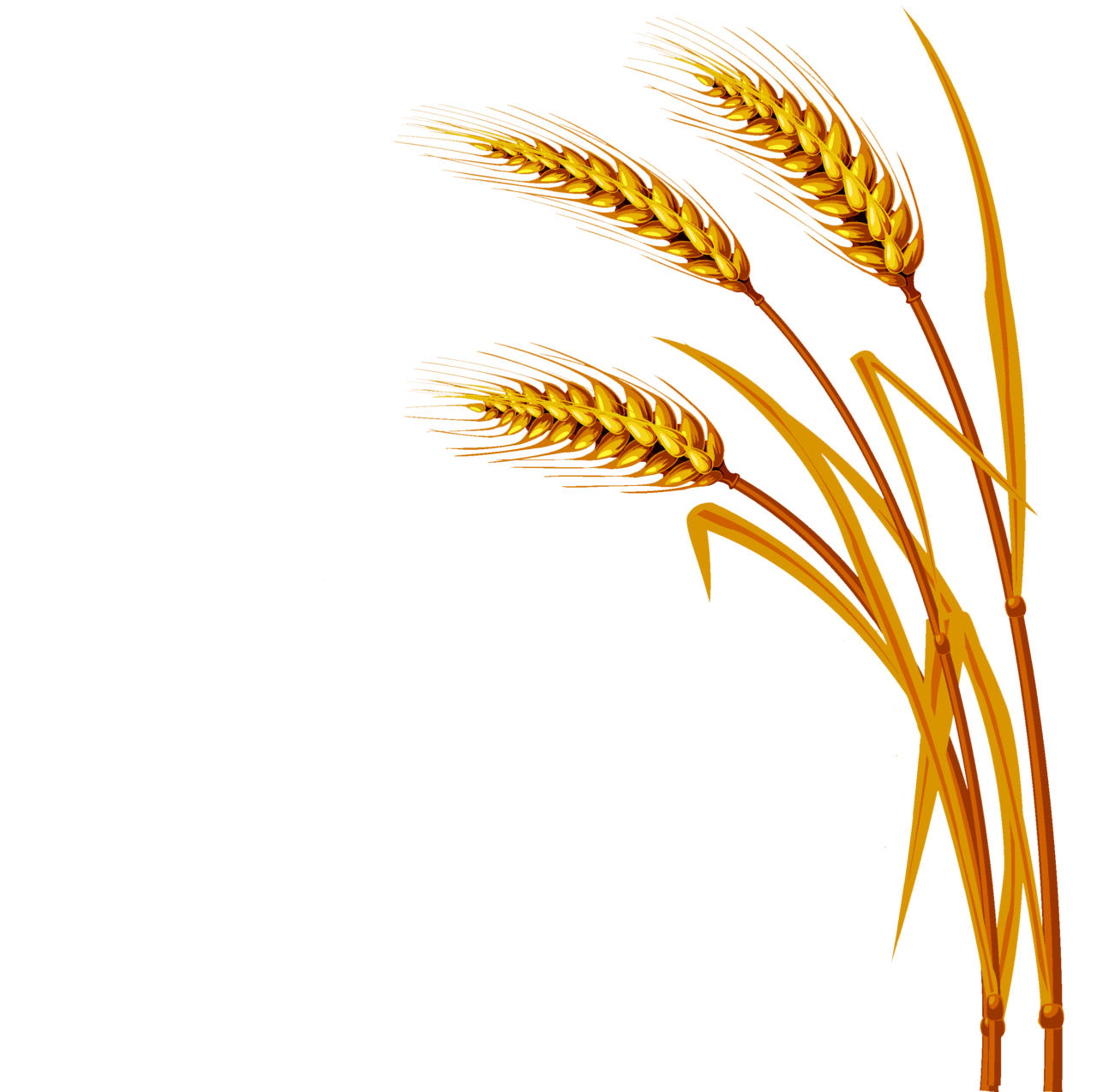 Wheat image size clipart 2