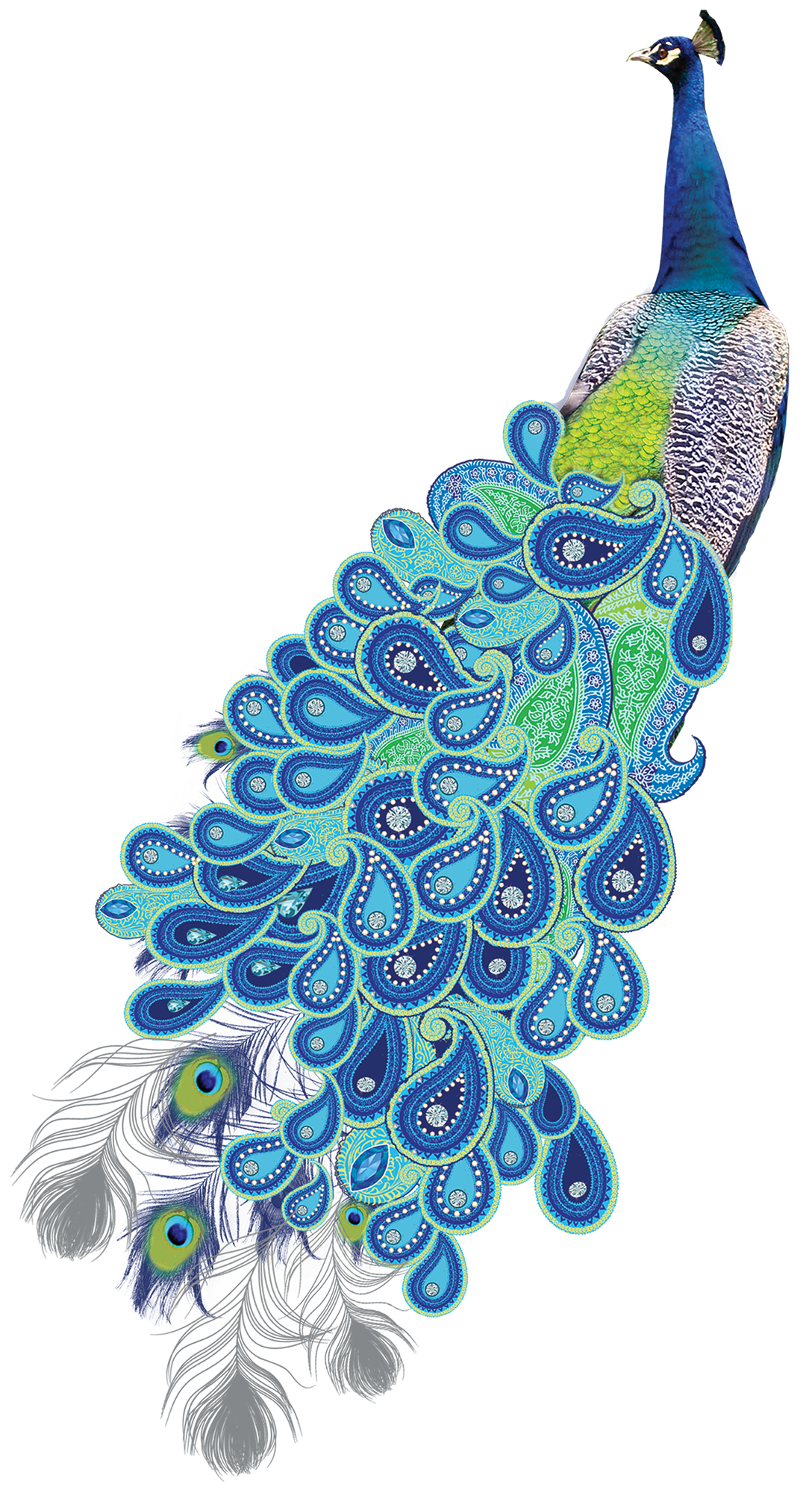 Peacock page clipart logo