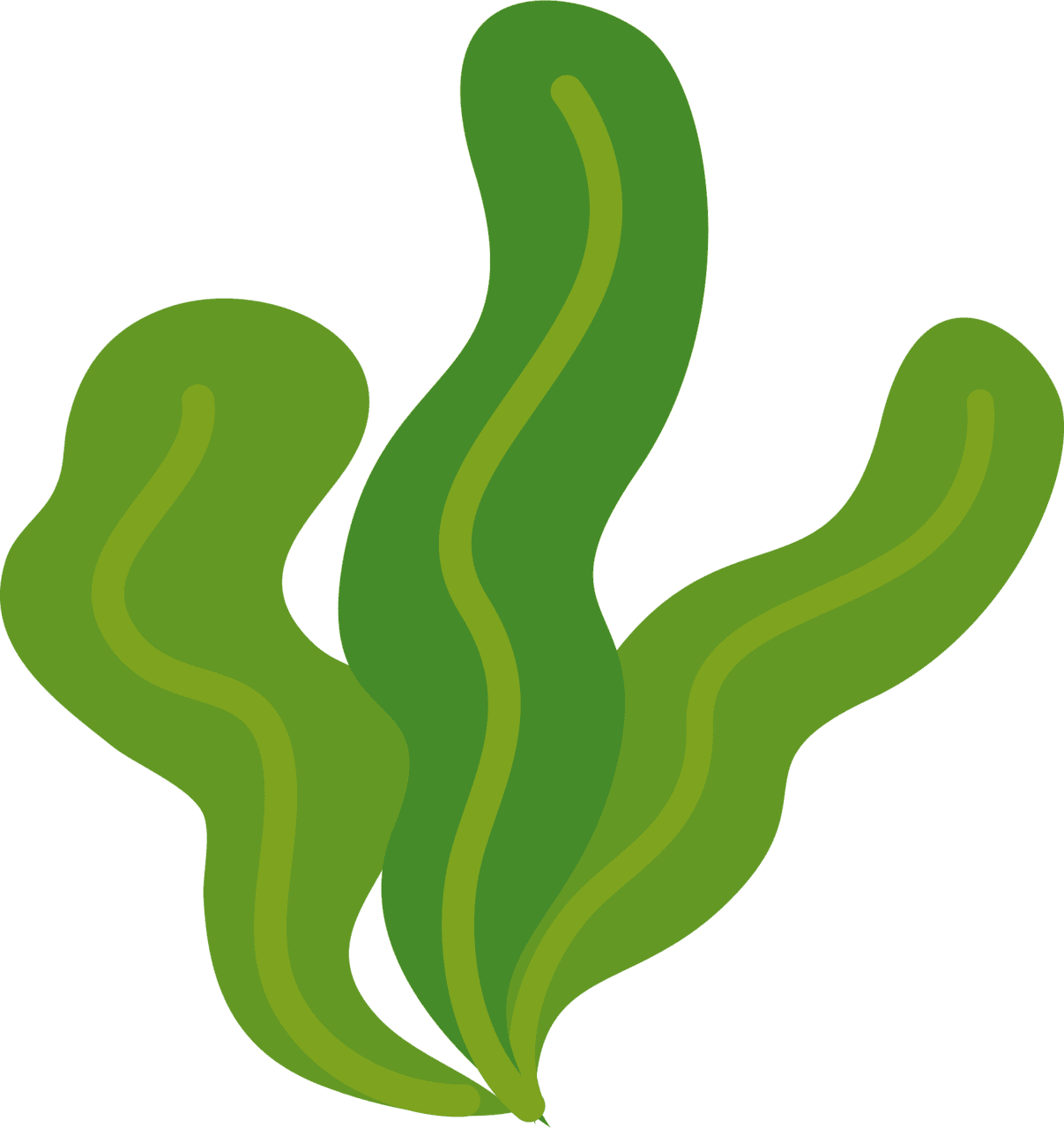 Seaweed clipart images