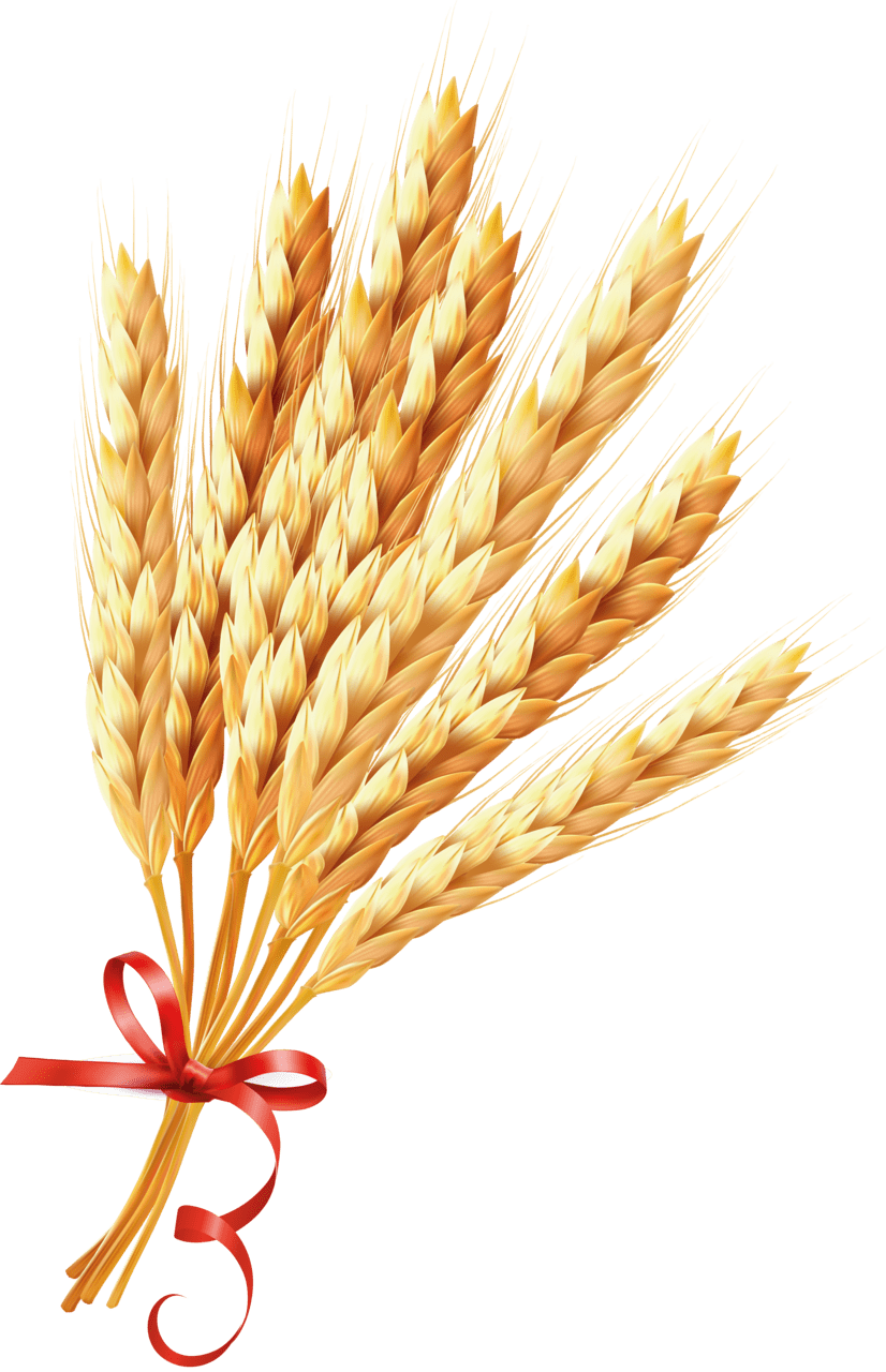 Wheat image size clipart 8