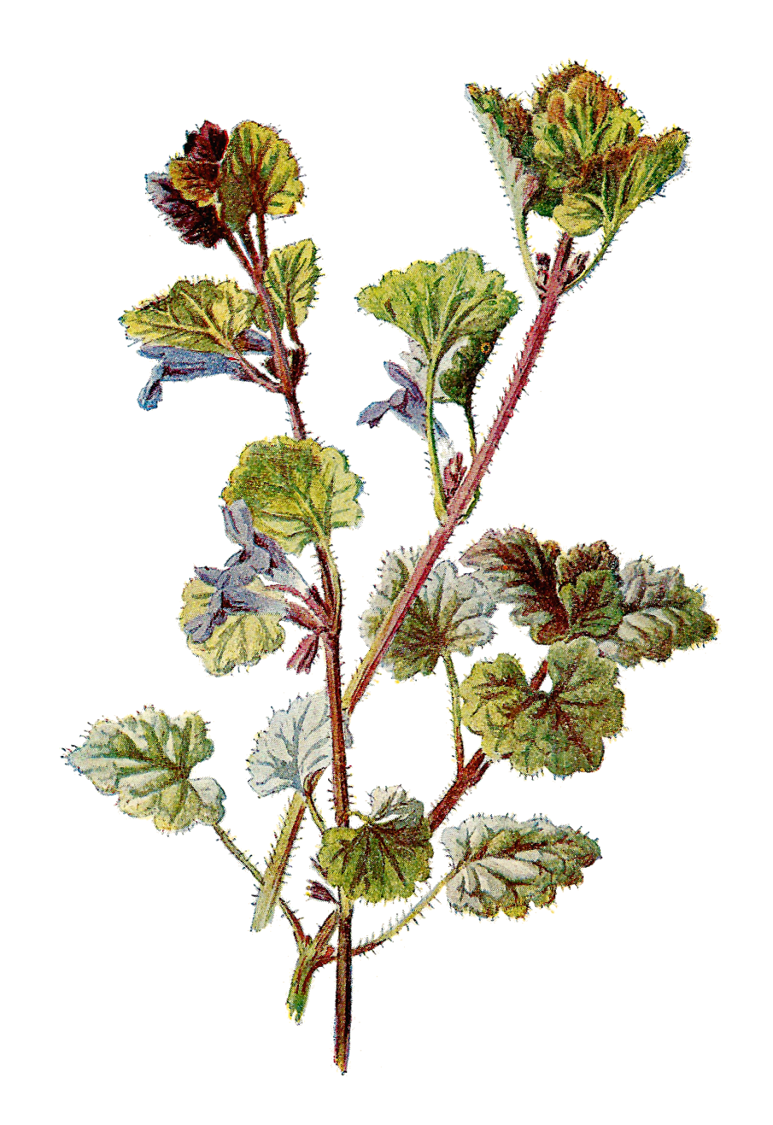 Wildflower botanical graphic flower clipart of ground ivy logo
