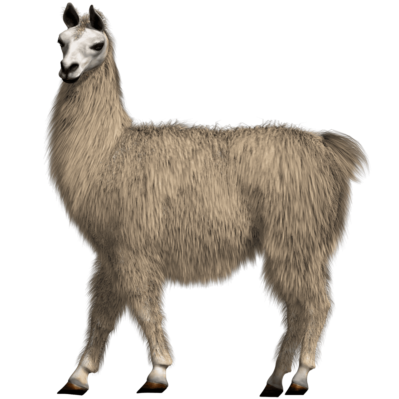 Answer to monday riddle it llama clipart background