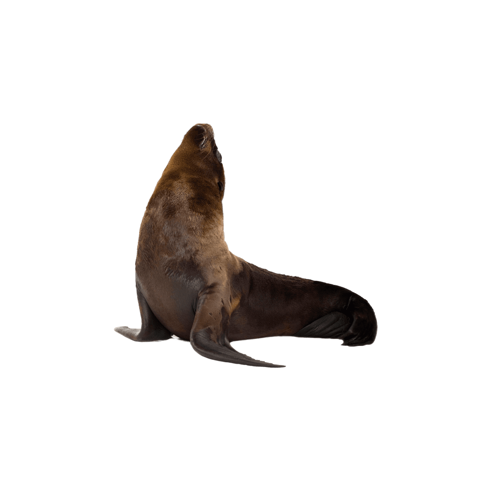 Seal sea lion images hd photo clipart