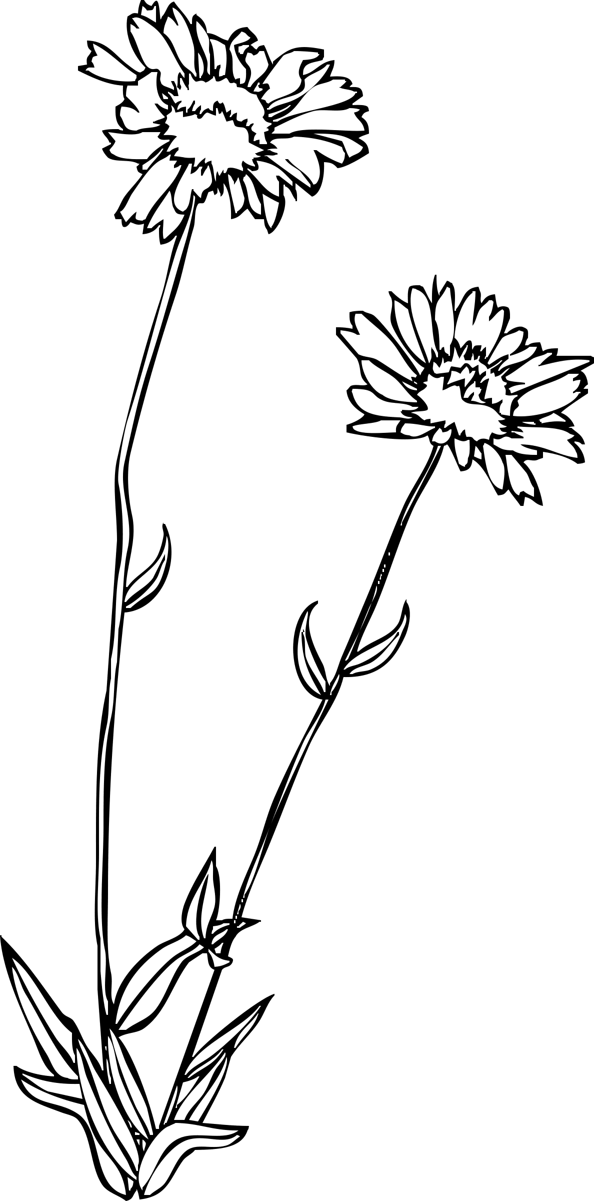 Wildflower clipart clip art