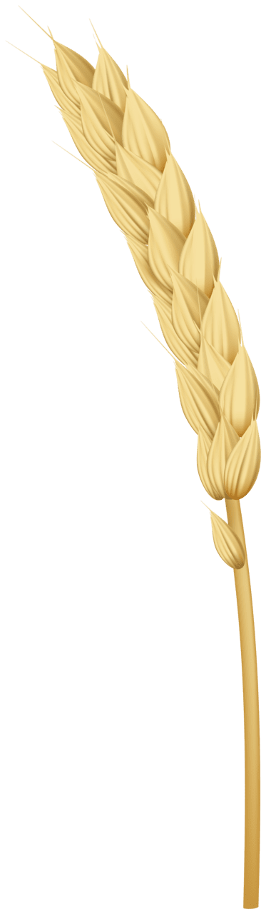 Golden wheat clipart high quality images and