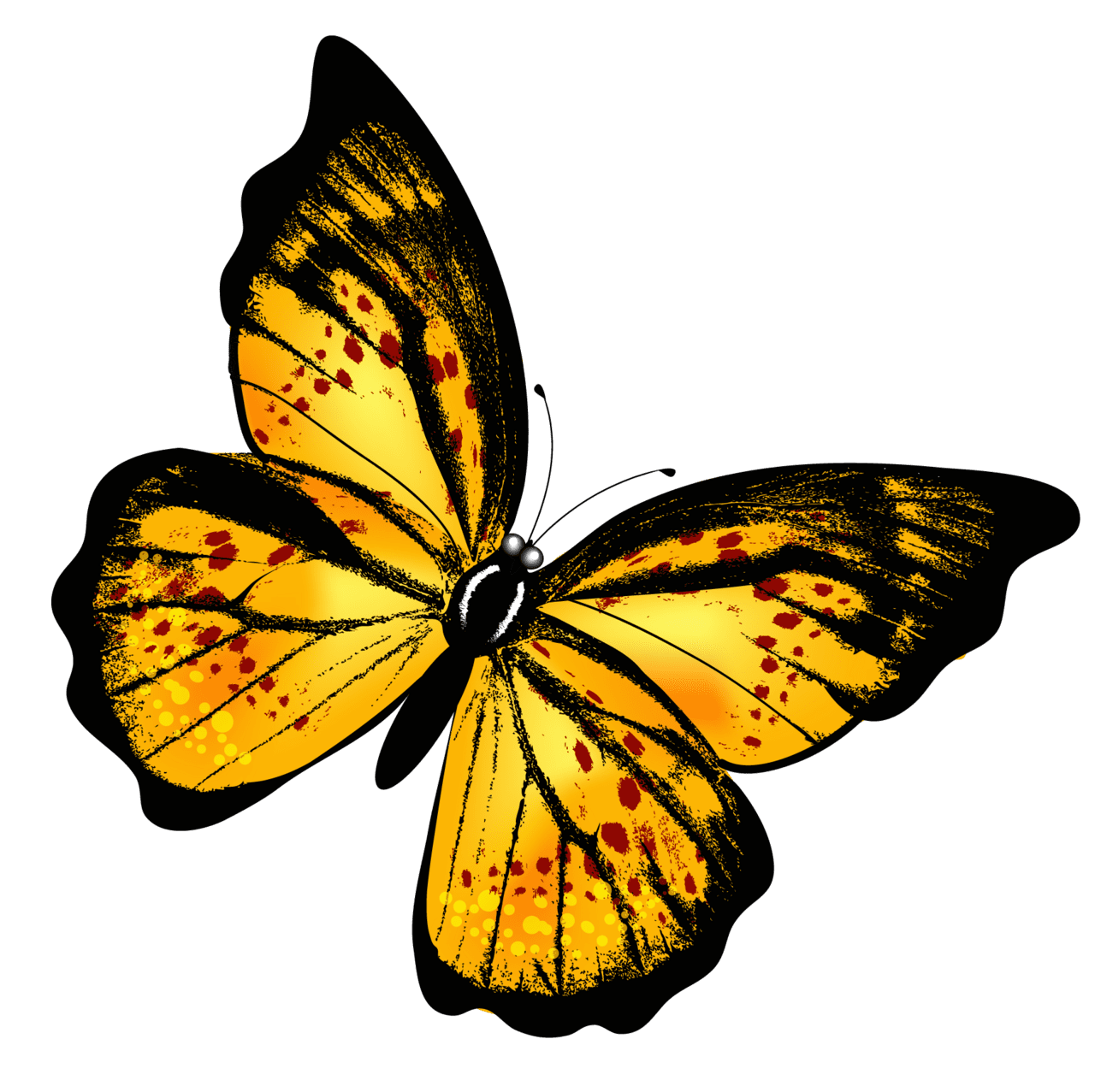 Insect yellow butterfly clipart picture