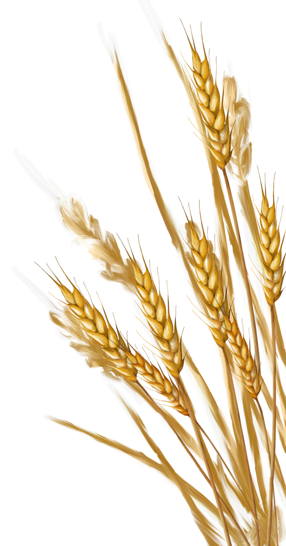 Original wheat from the field pictures clipart background