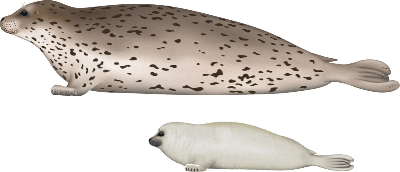 Harbor seal image size clipart