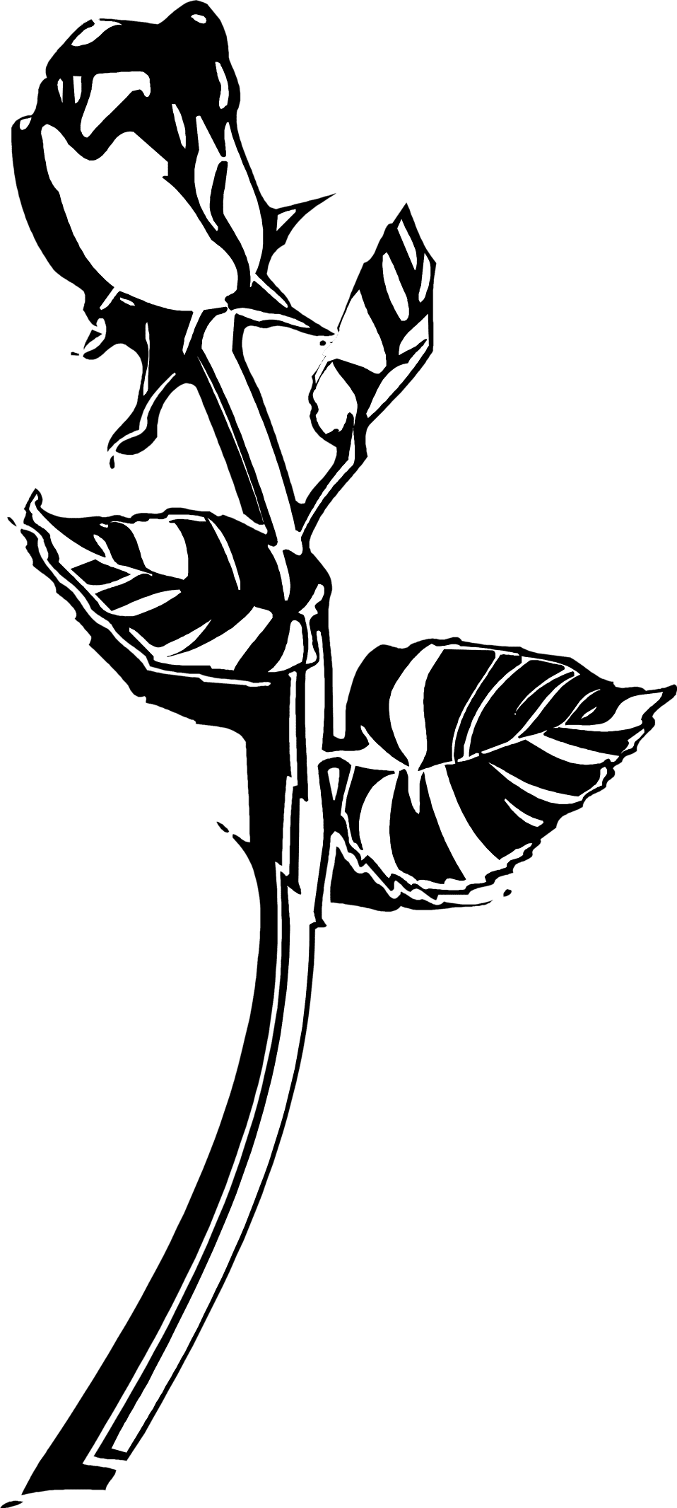 Rose black and white roses clipart photo