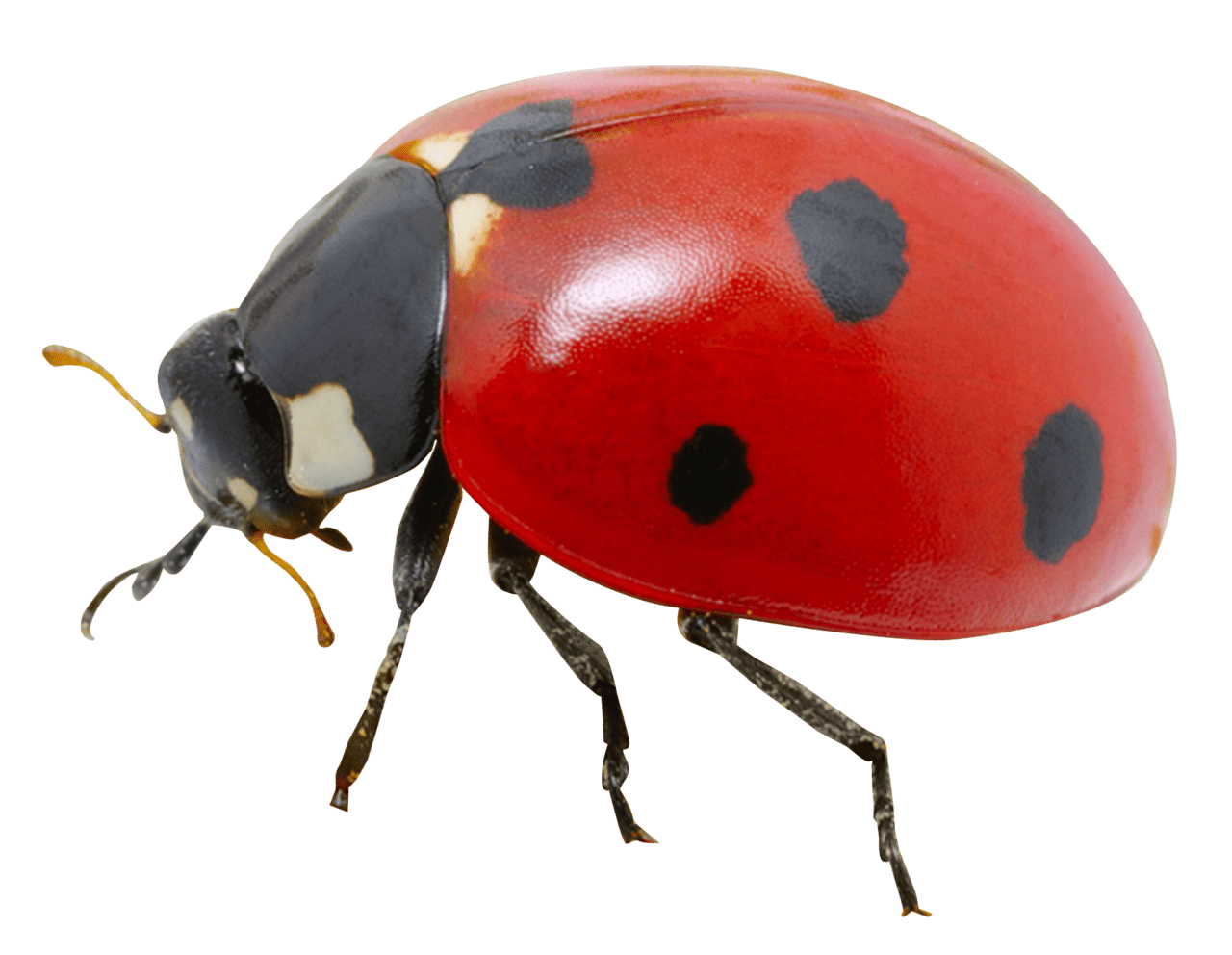 Insect ladybug clipart free