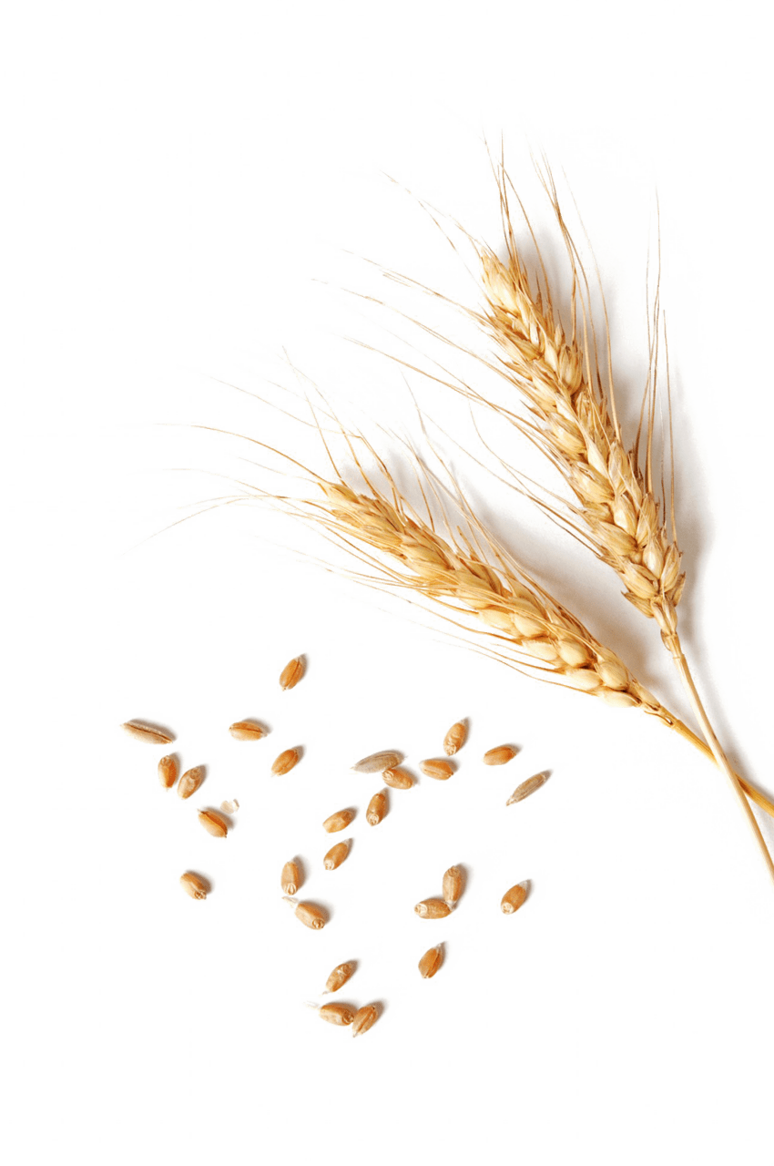 Wheat clipart all picture