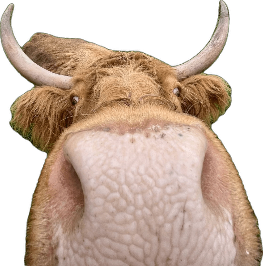 Highland cow pin page clipart picture