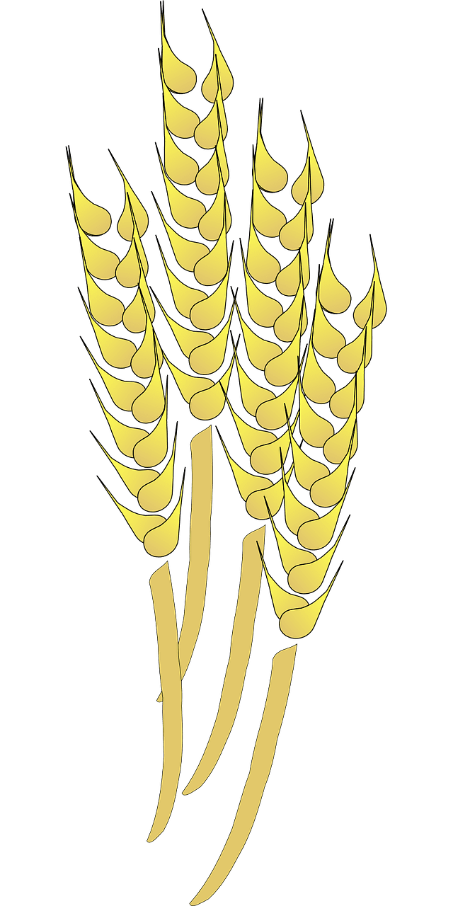 Wheat grains harvesting vector graphic clipart