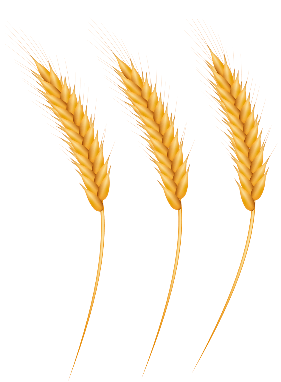 Wheat grains clipart image high quality images and