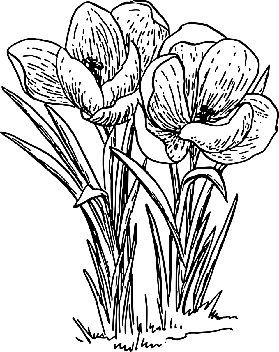 Wildflower clipart image crocus id